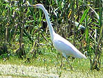 Great White Egret