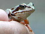 Agile Frog