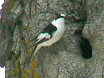 Collared Flycatcher