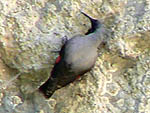 Wallcreeper